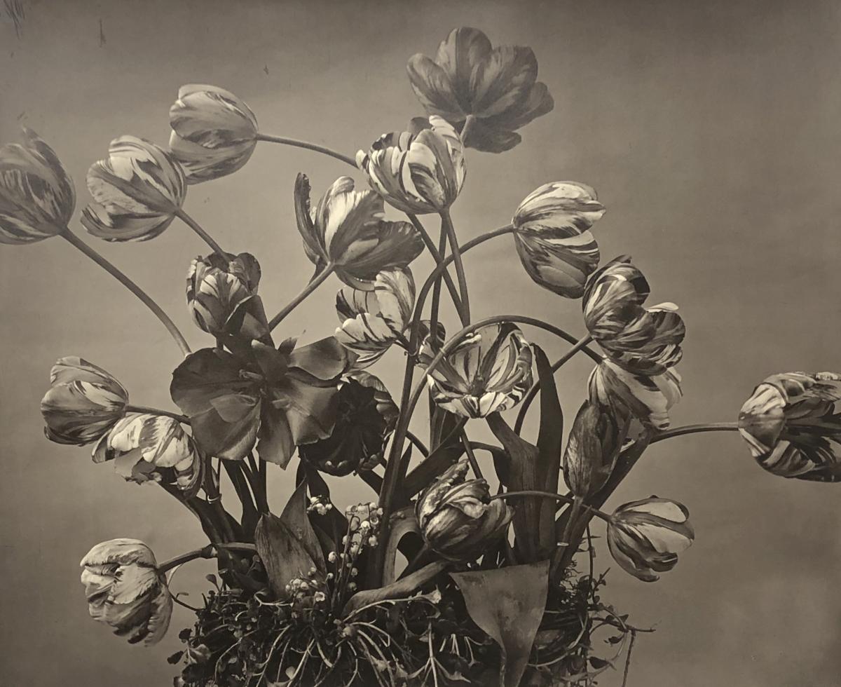 Tulpen