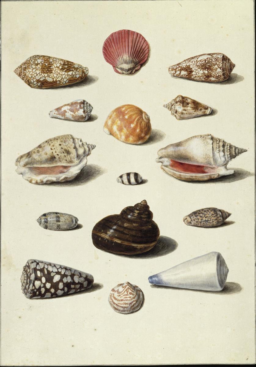 Fünfzehn Schnecken und Muscheln