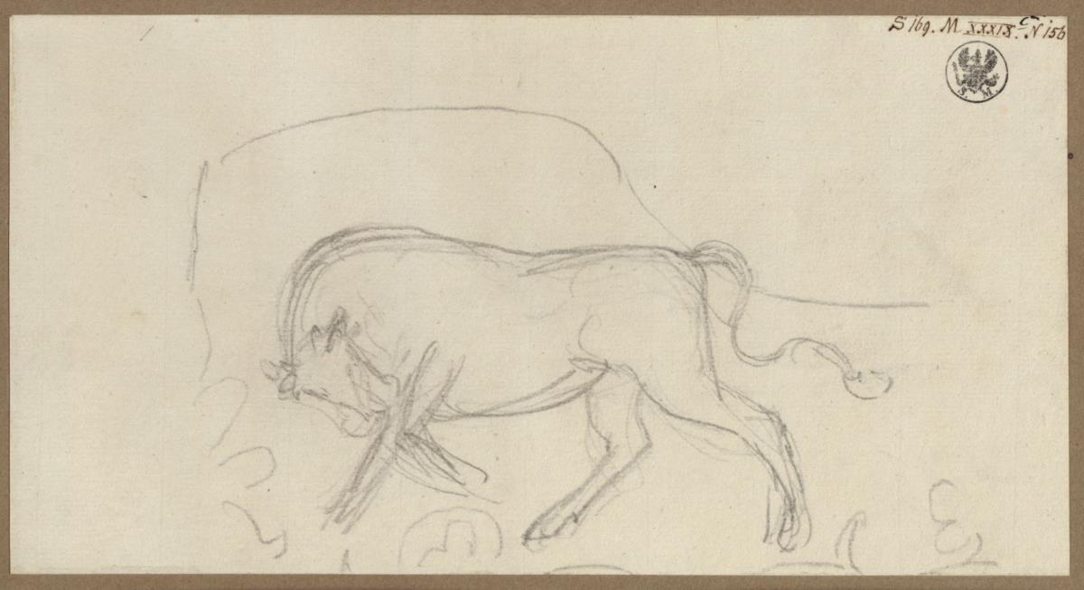 Ein Stier