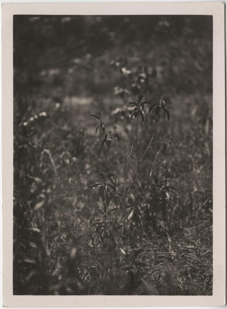 Kolibri am Nest (Film: "Urwelt im Urwald")