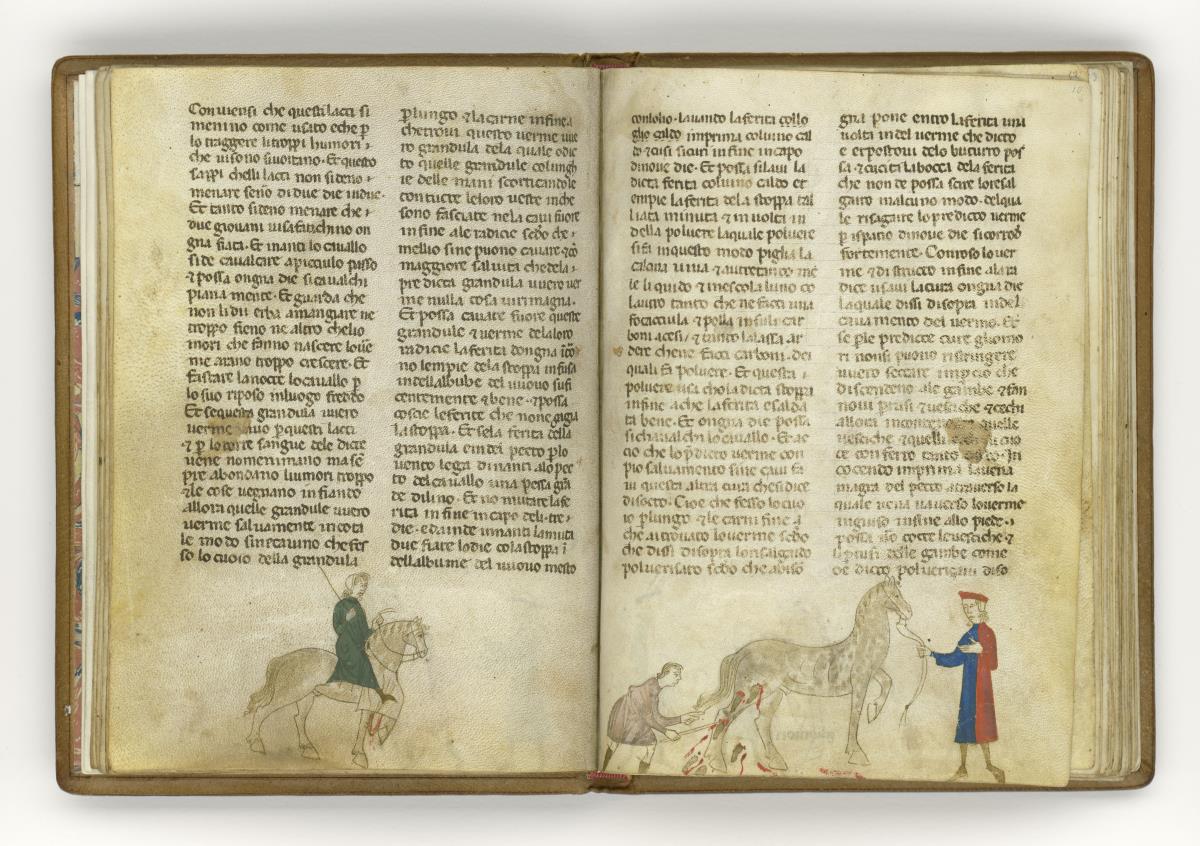 Giordano Rosso, Libro delle Mariscalcie dei cavalli. Aderlass eines Pferdes am Schenkel
