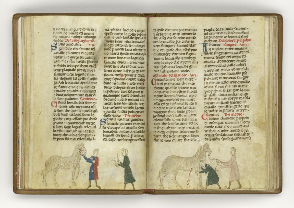 Giordano Rosso, Libro delle Mariscalcie dei cavalli. Aderlass eines Pferdes am leib