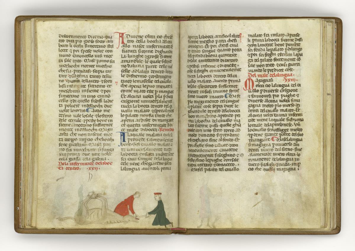 Giordano Rosso, Libro delle Mariscalcie dei cavalli. Am Boden liegendes und an den Füßen gefeseltes Pferd, das von zwei Männern in Rot und Grün im Rachen operiert wird