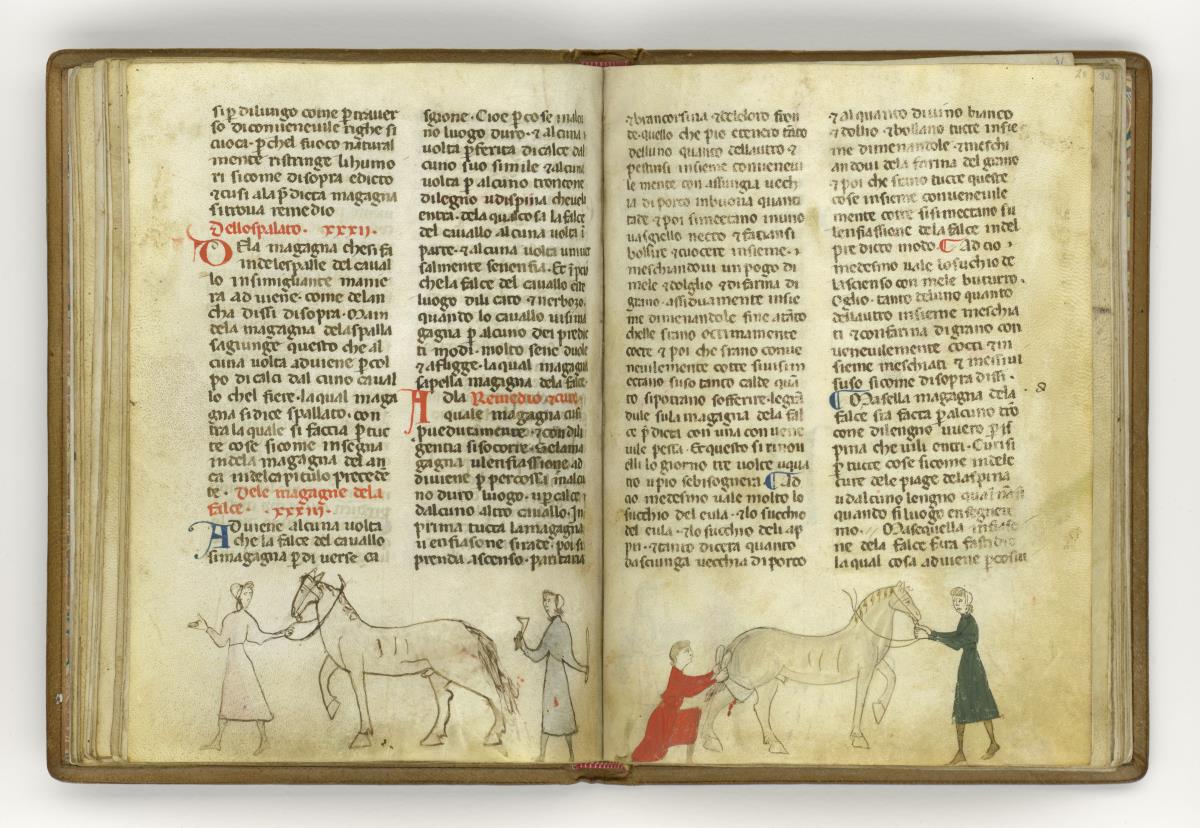 Giordano Rosso, Libro delle Mariscalcie dei cavalli. Pferd erhält am rechten Hinterbein einen Verband