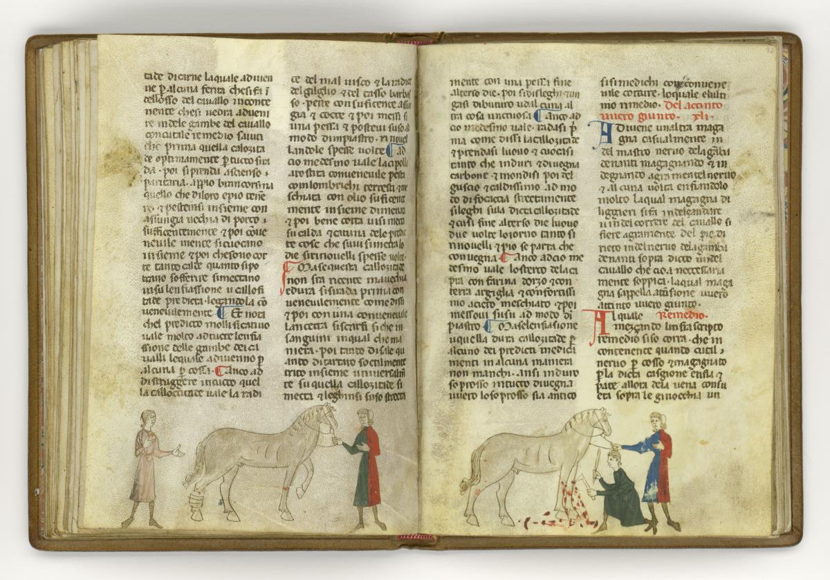 Giordano Rosso, Libro delle Mariscalcie dei cavalli. Das Pferd stehend mit verbundenem Hinterbein