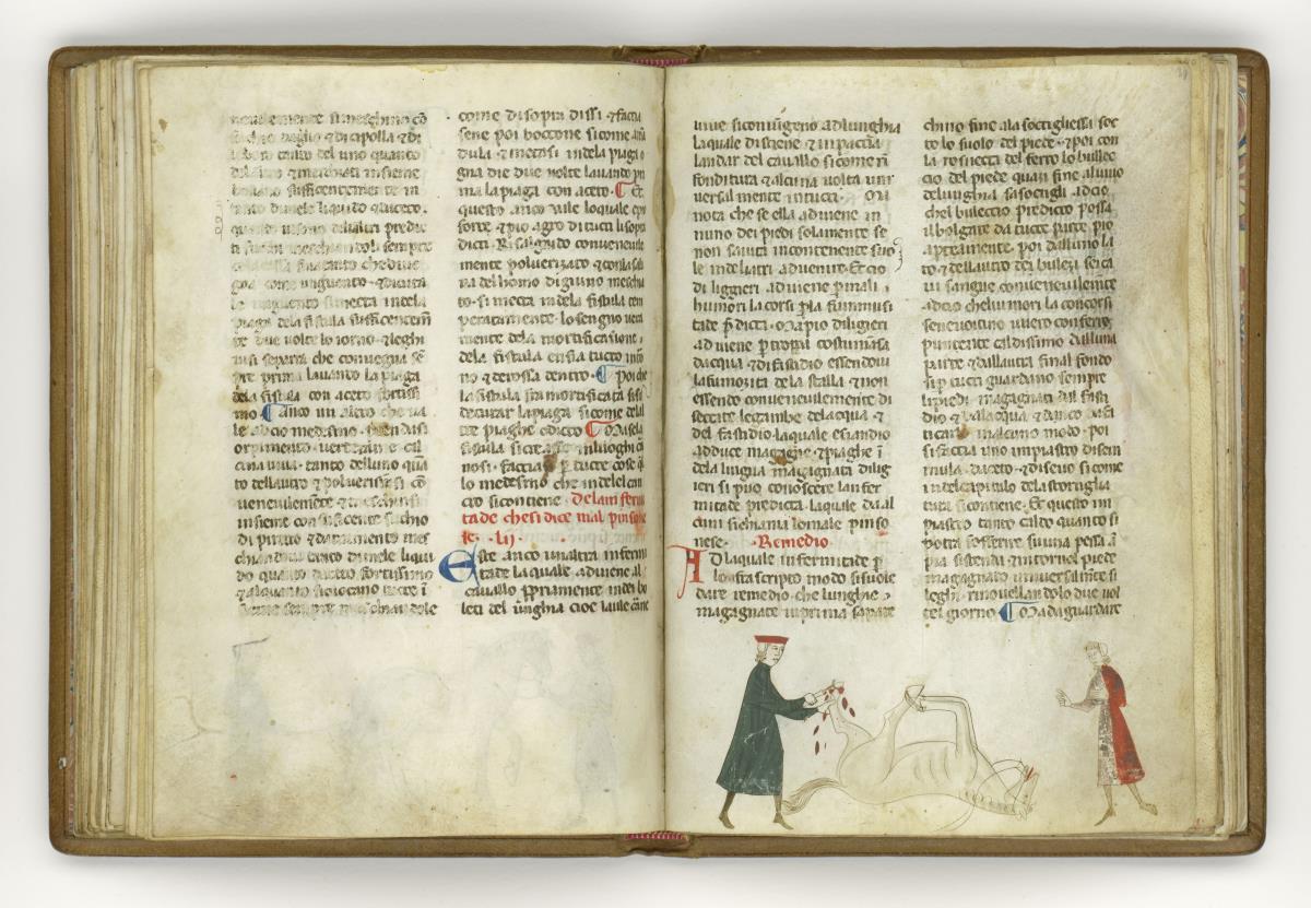 Giordano Rosso, Libro delle Mariscalcie dei cavalli. Gefesseltes Pferd, das am Hinterlauf operiert wird