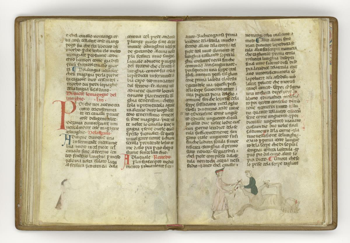 Giordano Rosso, Libro delle Mariscalcie dei cavalli. Gefesseltes Pferd, das am Hinterhuf operiert wird