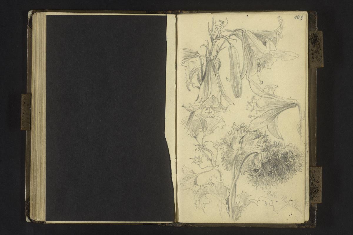 Lilien- und Mohnblüten
