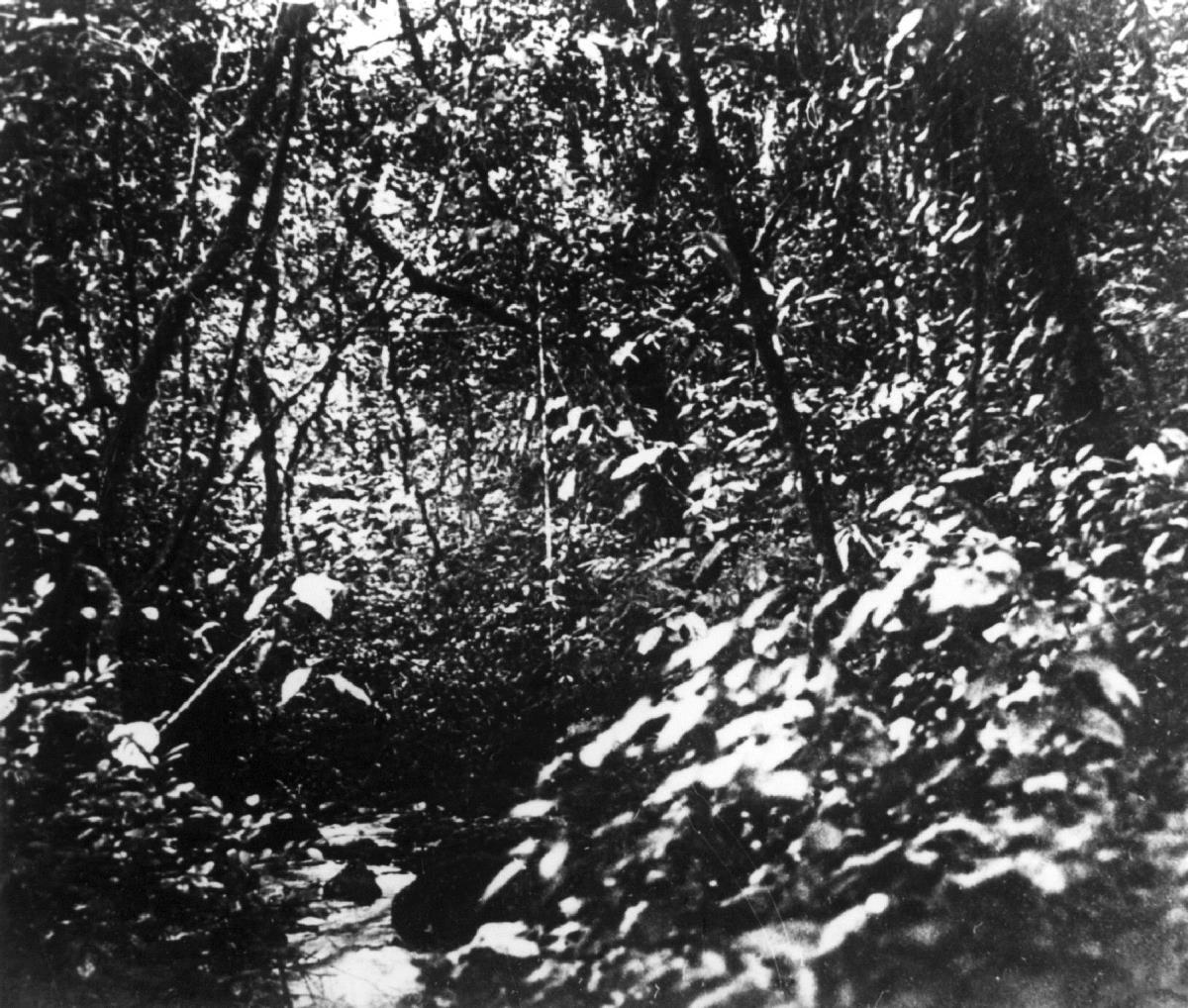 Urwald