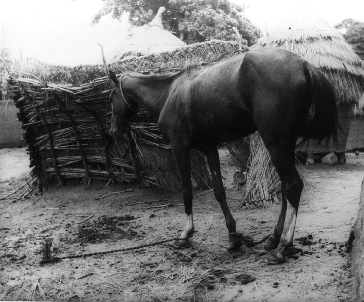 Pferd an Halte