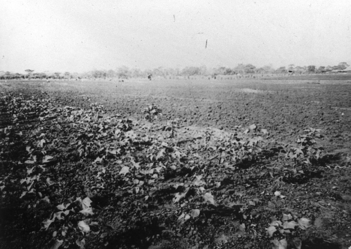 Kondoa: 7 Wochen alte Baumwolle