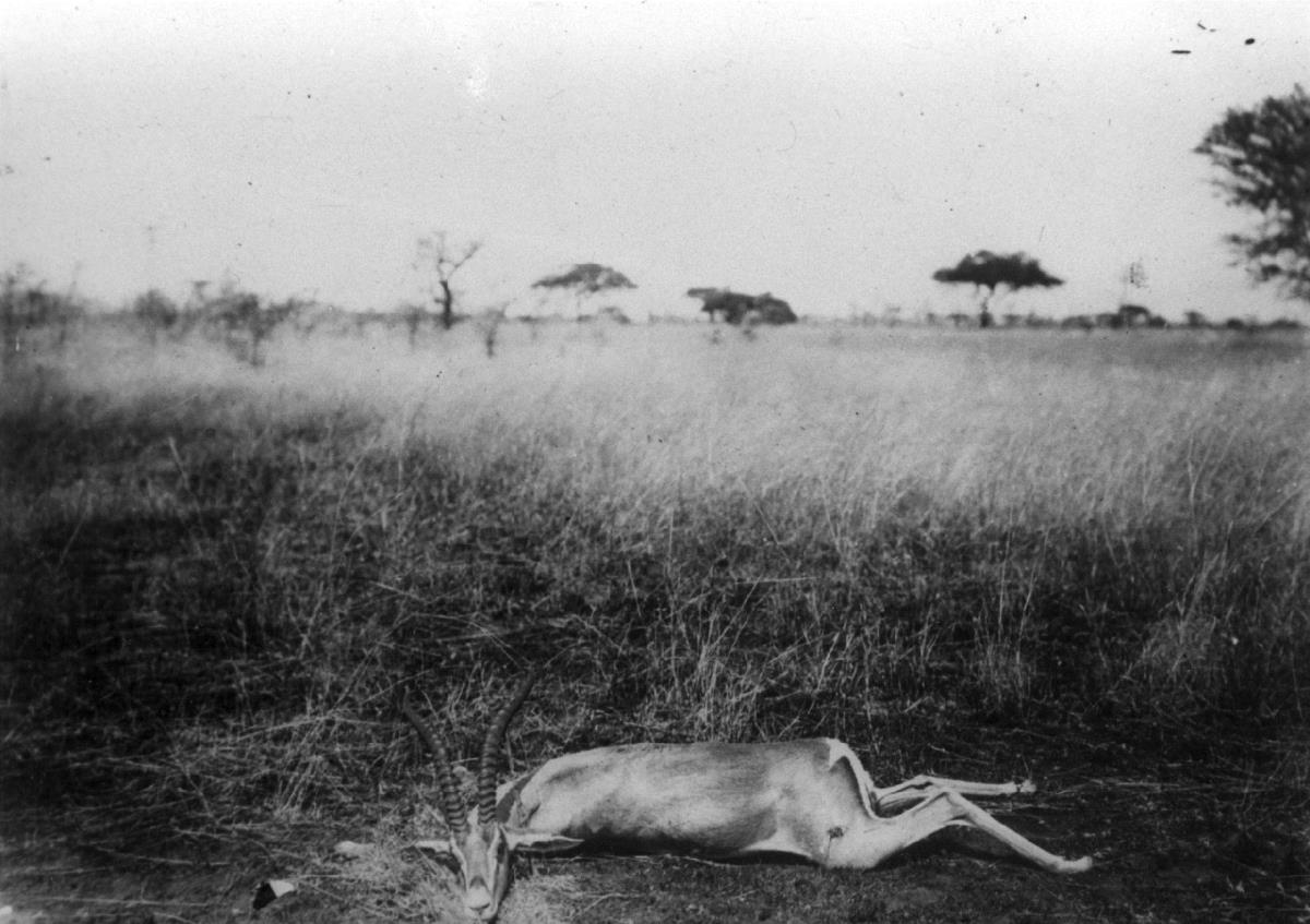 Erlegte Grants-Gazelle