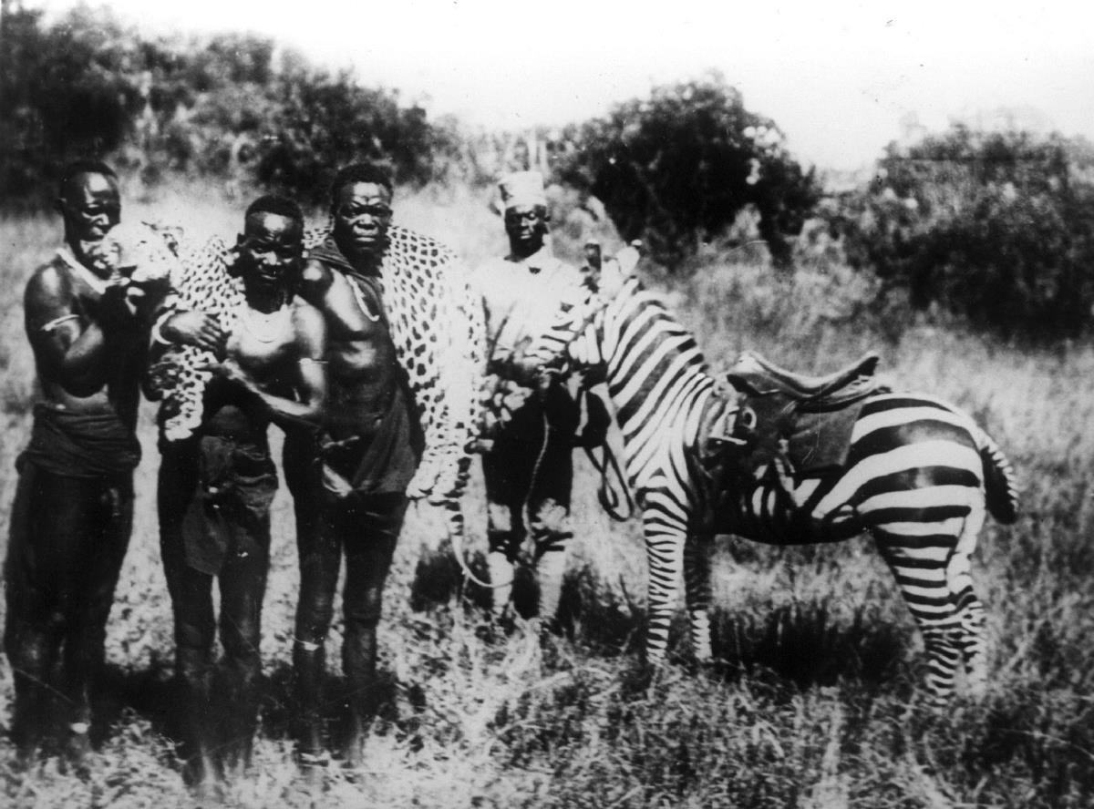 Erlegter Leopard, daneben wild eingefenes Zebra als Reittier