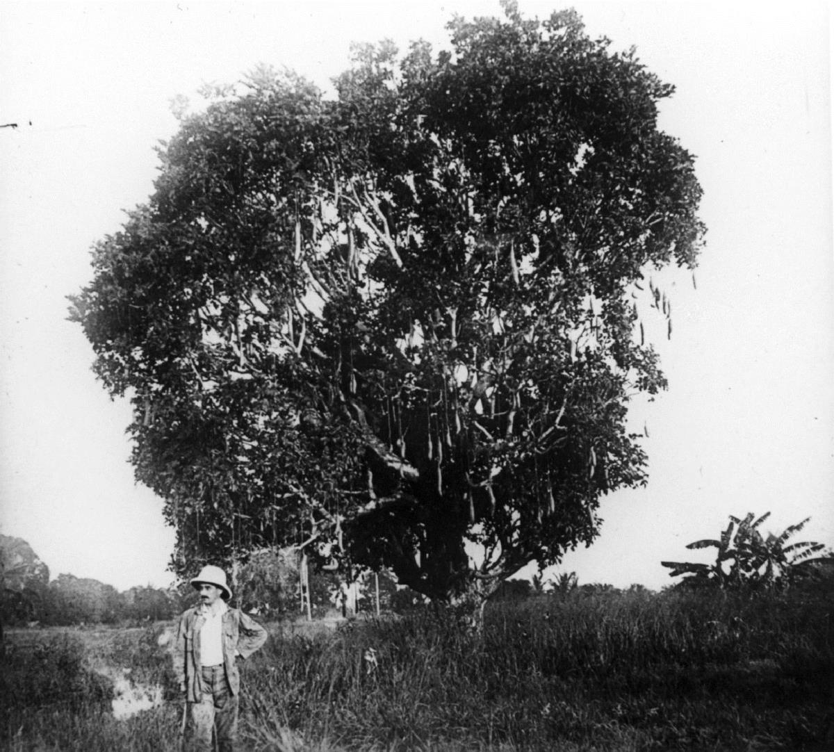 Leberwurstbaum