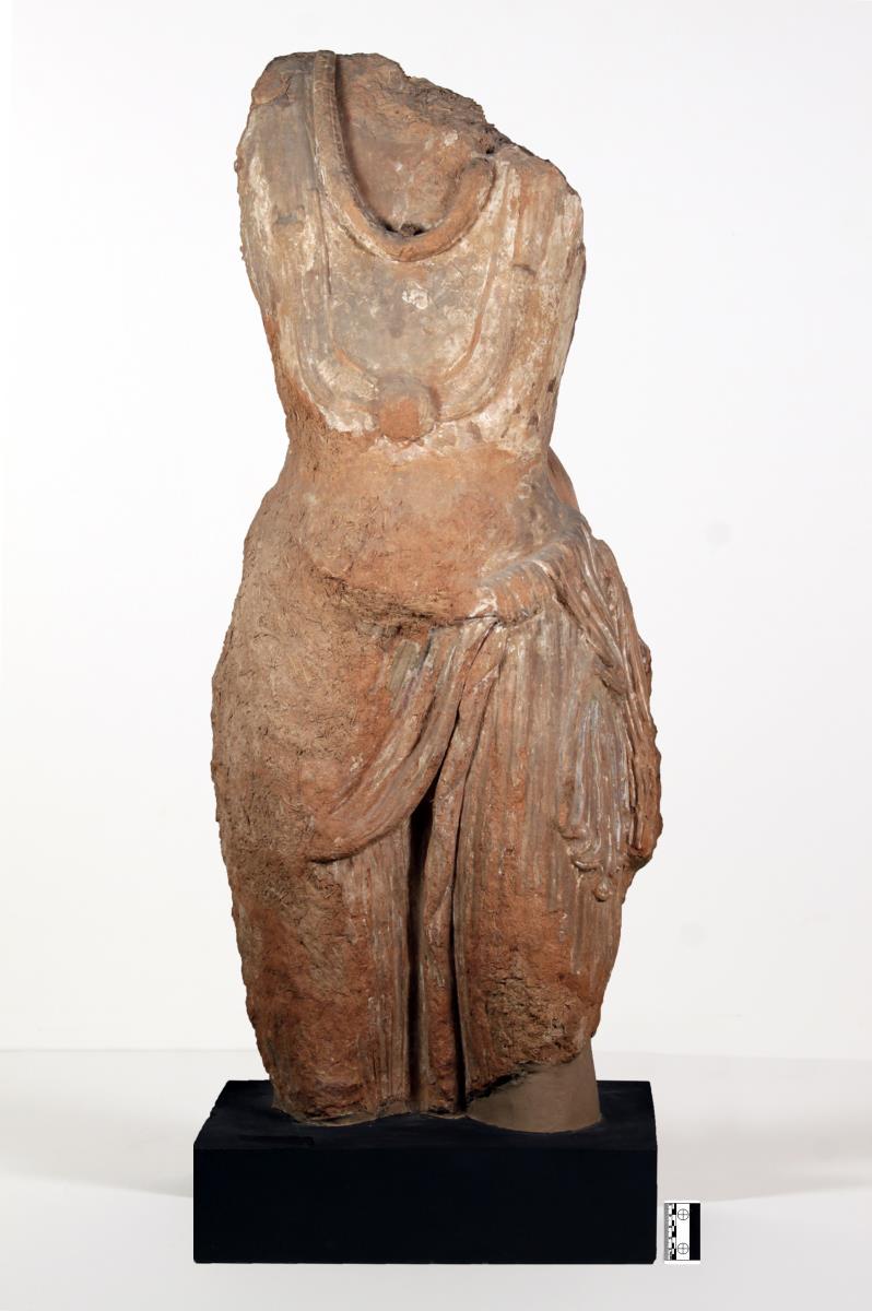 Torso