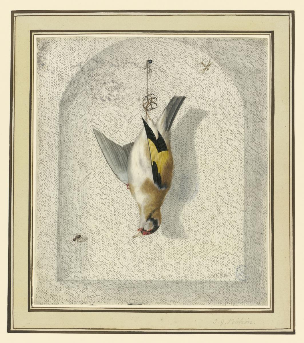 Ein toter Stieglitz in einer Wandnische hängend, dabei eine Fliege und eine Mücke