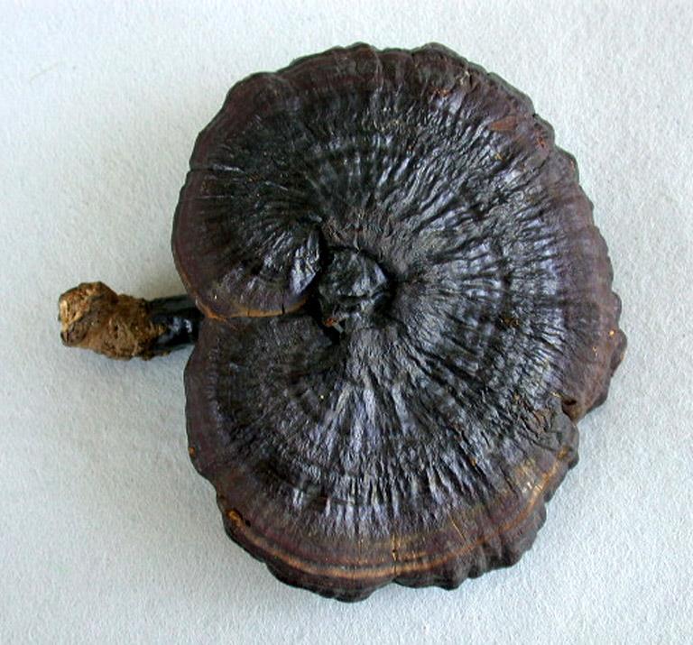 Ling zhi Pilz