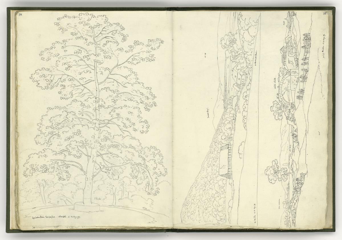 Baumstudie cyriadendrum tulipifera / Brückenbau bei Minden