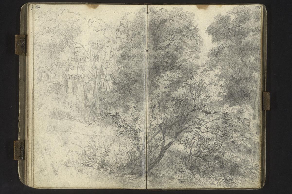 Waldstudie mit Lichtung