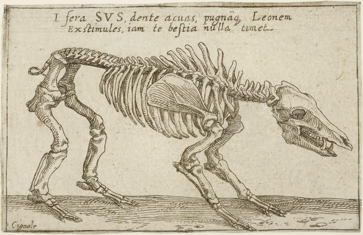 Skelett eines Wildschweins, aus: (Gli Scheletri)