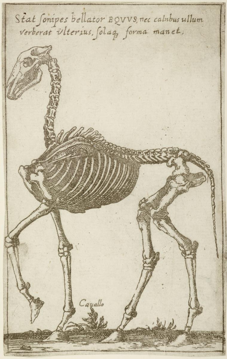 Skelett eines Pferdes, aus: (Gli Scheletri)