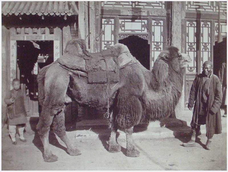 Zwei Mongolen mit Kamel