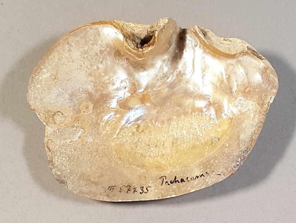 VII E 7735