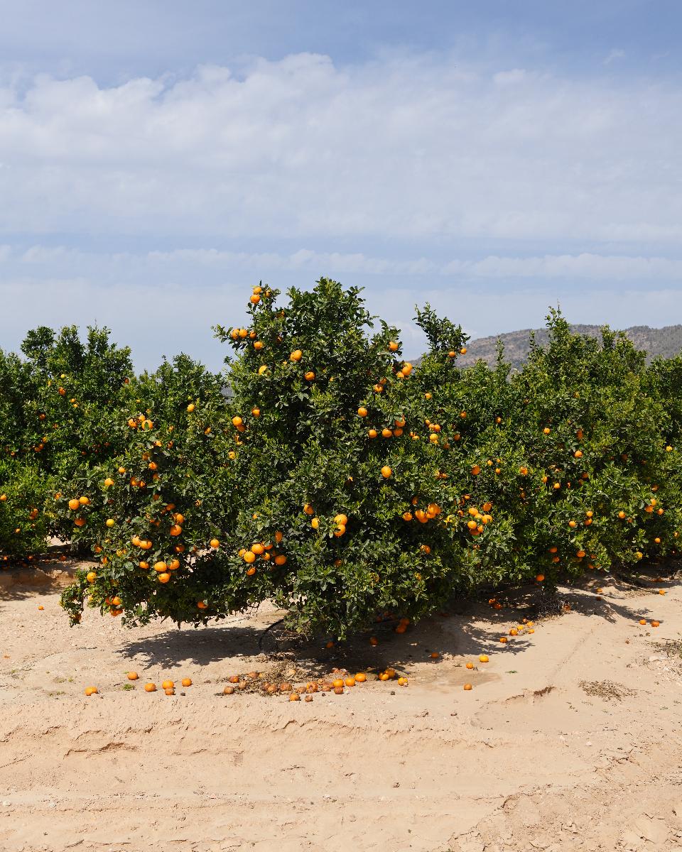 Orangenplantage nahe Sucina