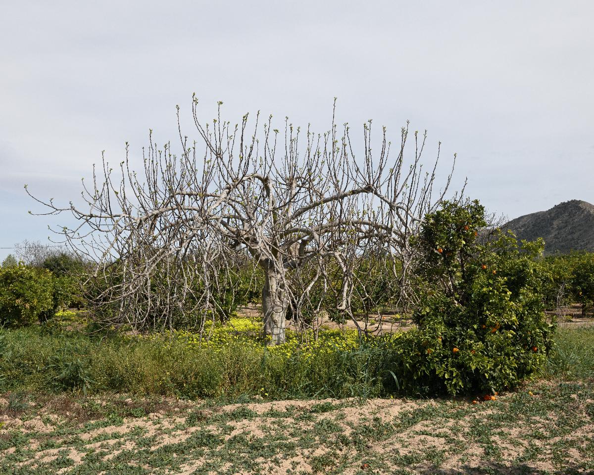 Feigenbaum, Murcia
