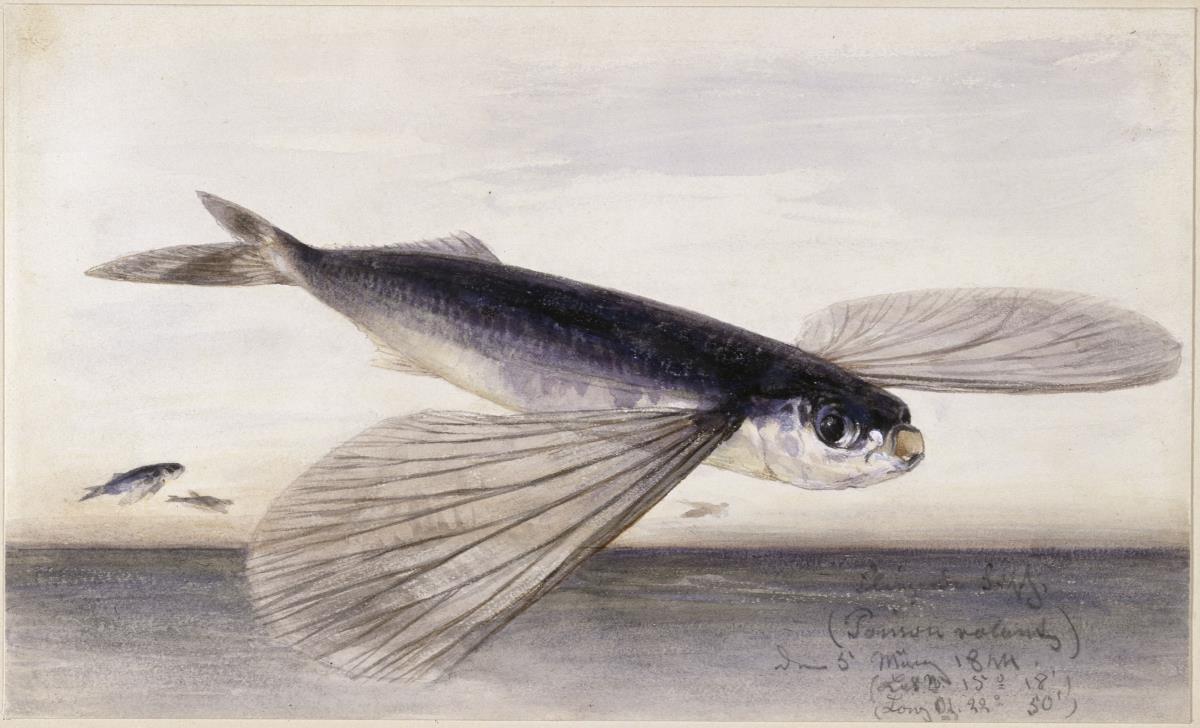 Fischstudien (Fliegender Fisch)