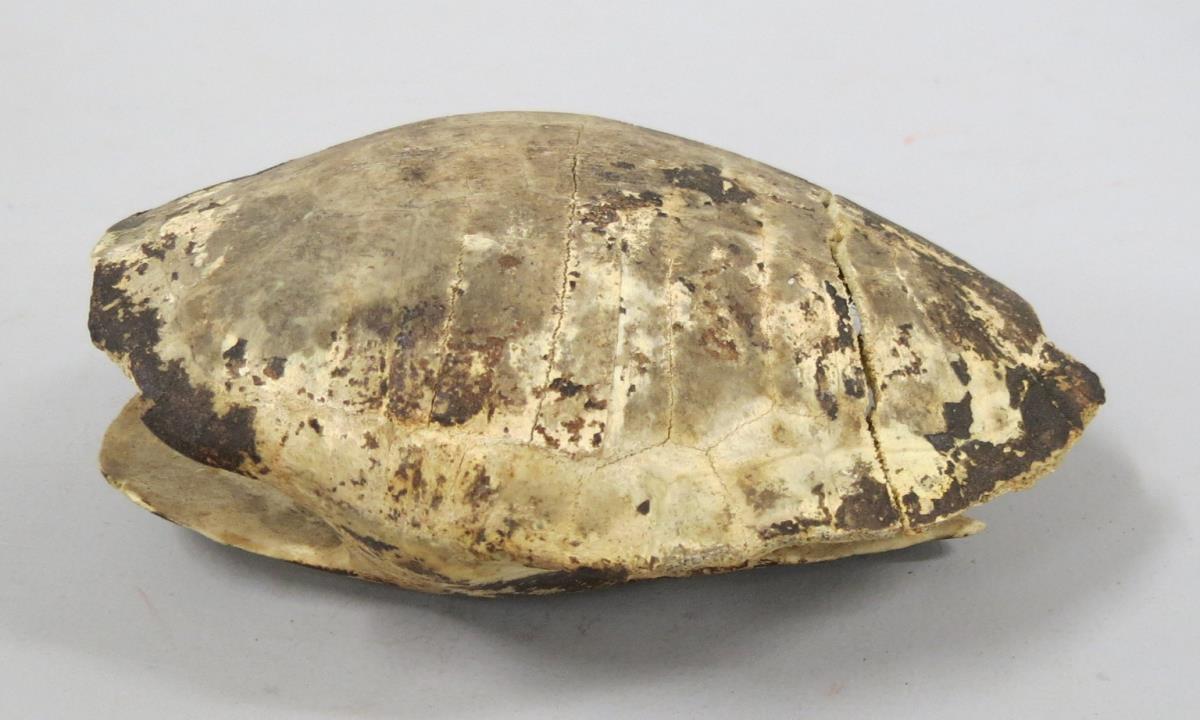 VI 10246 b