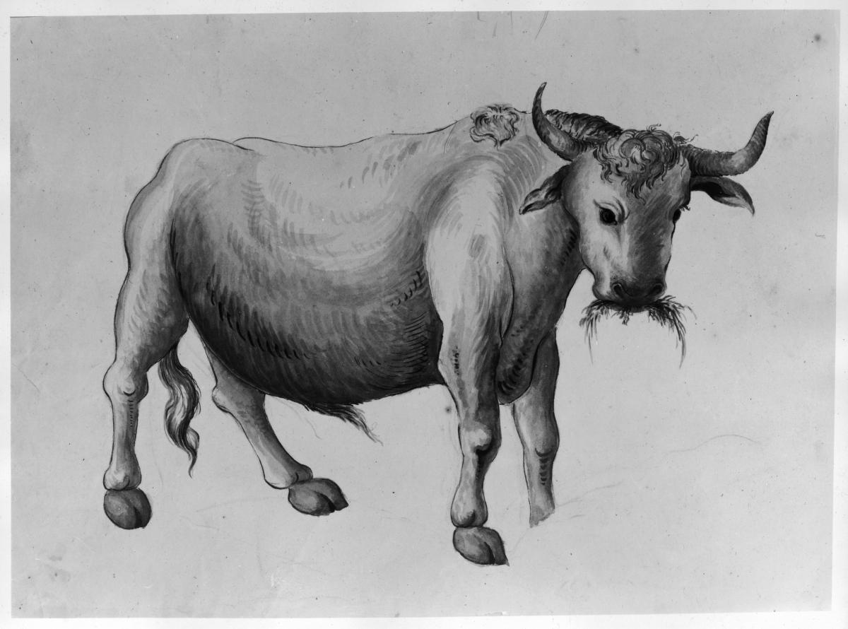 Stier mit Kräutern im Maul