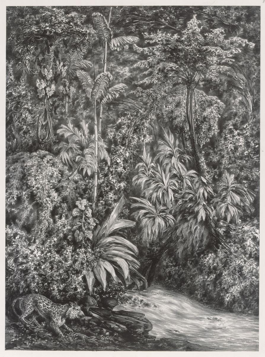 "Aus den Urwäldern des Magdalenenstroms" (Buch mit 13 Blatt Lithographien), Blatt 8