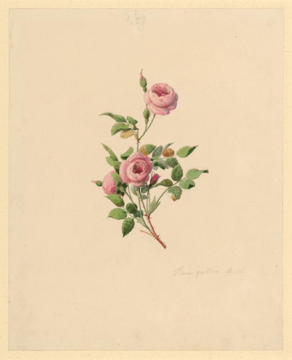 Rosa gallica pl. Liebesrose zu: Herbarium Ornatum