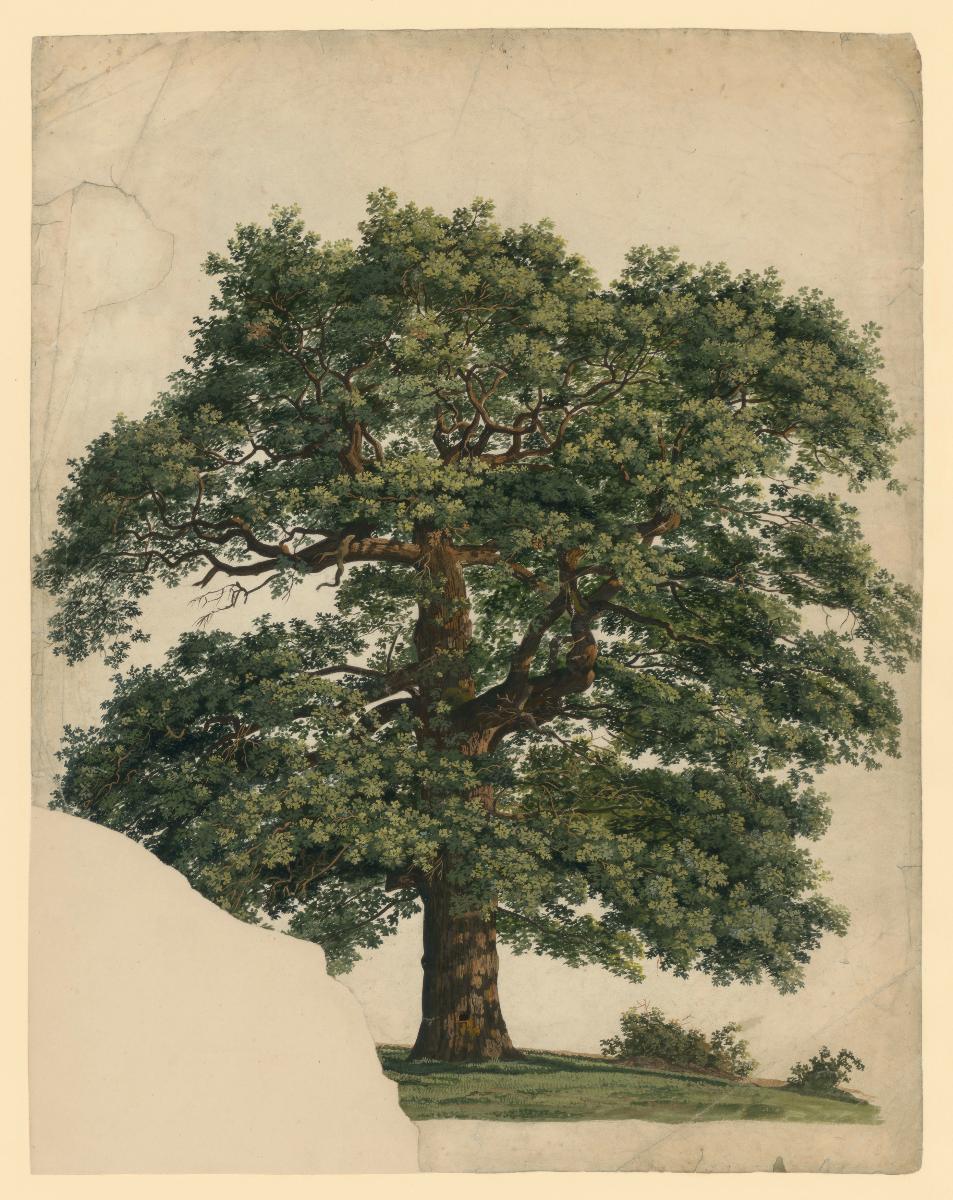 Eichbaum