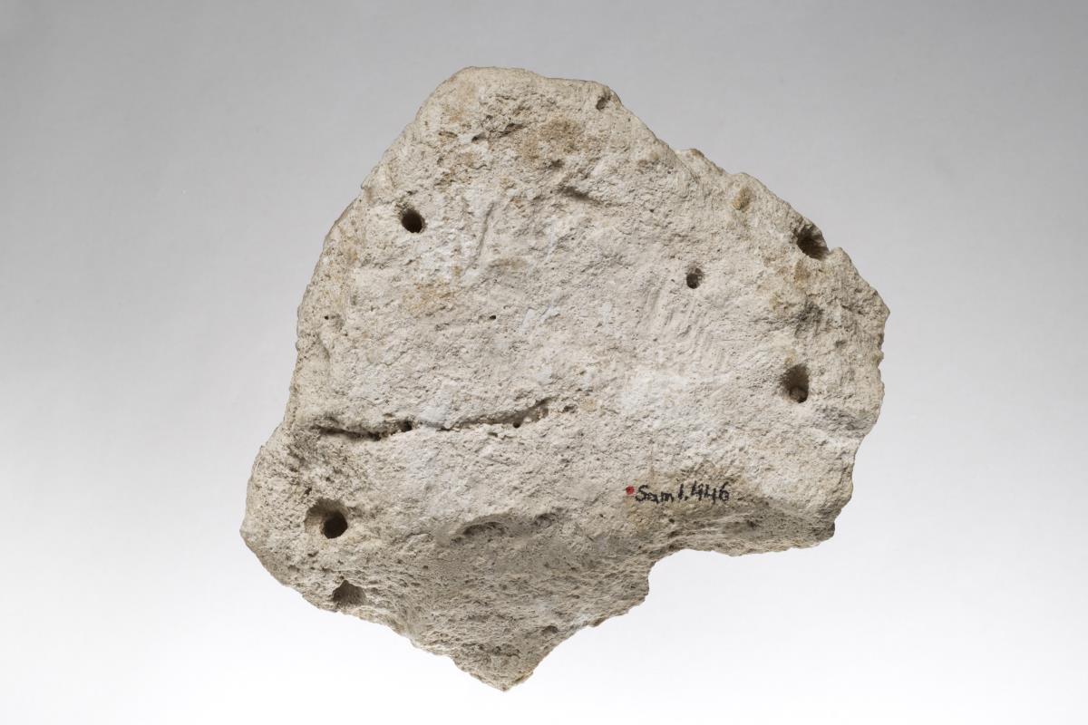 Sam I. 446