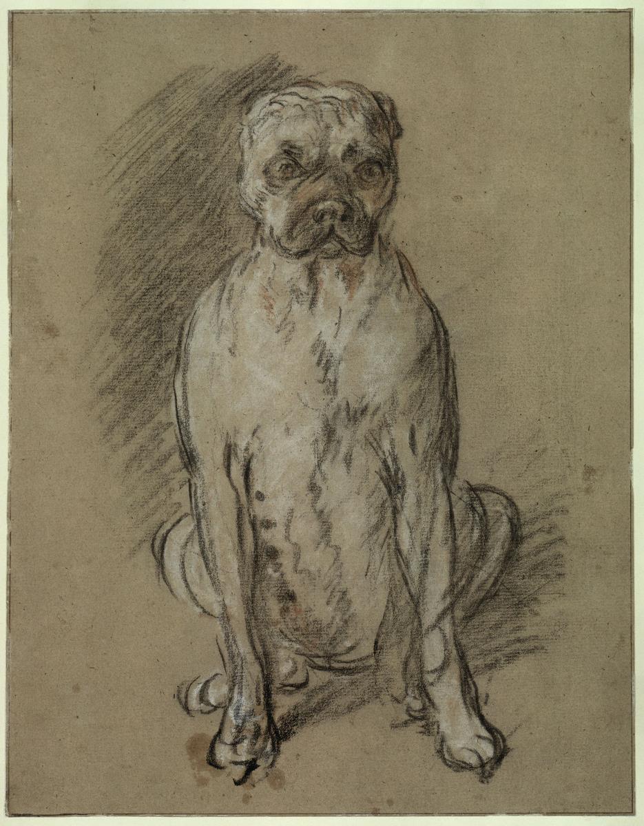 Studie einer Bulldogge