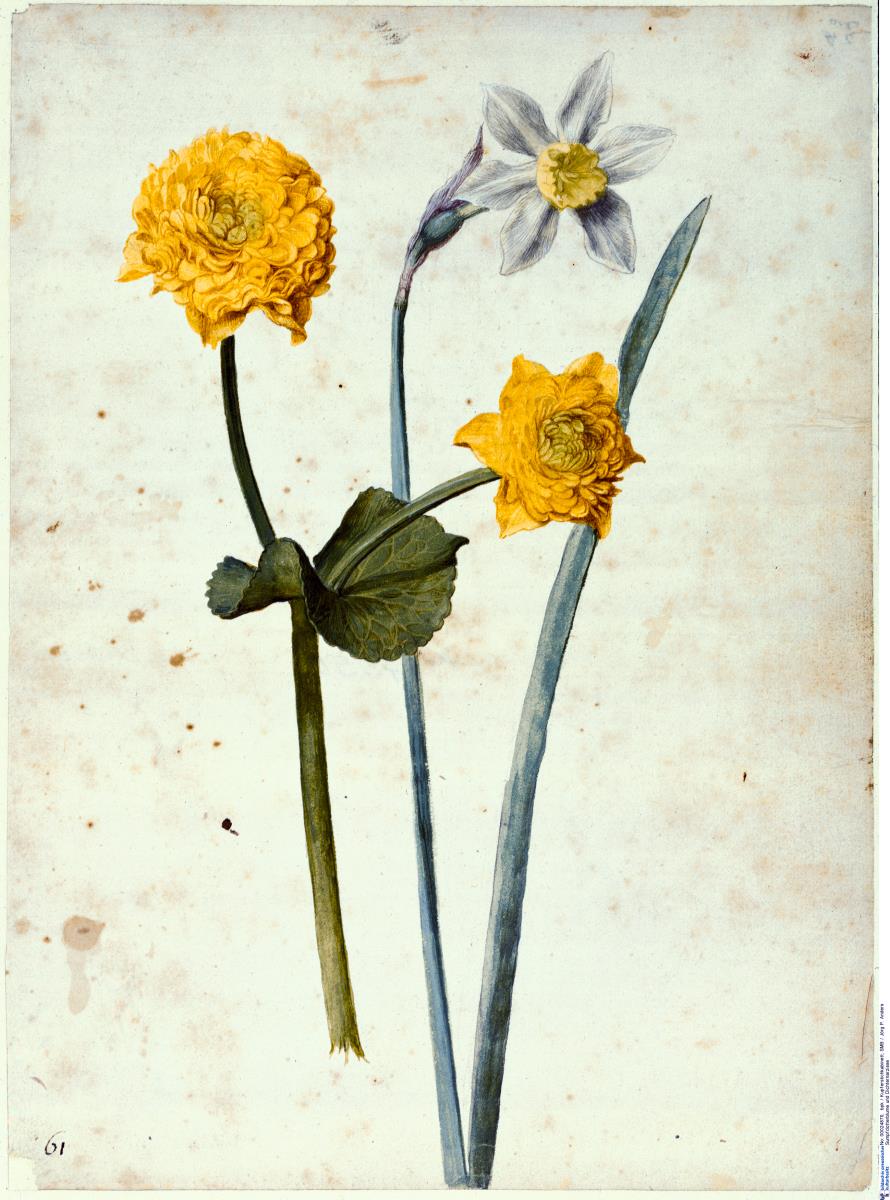 Sumpfdotterblume und Dichternarzisse