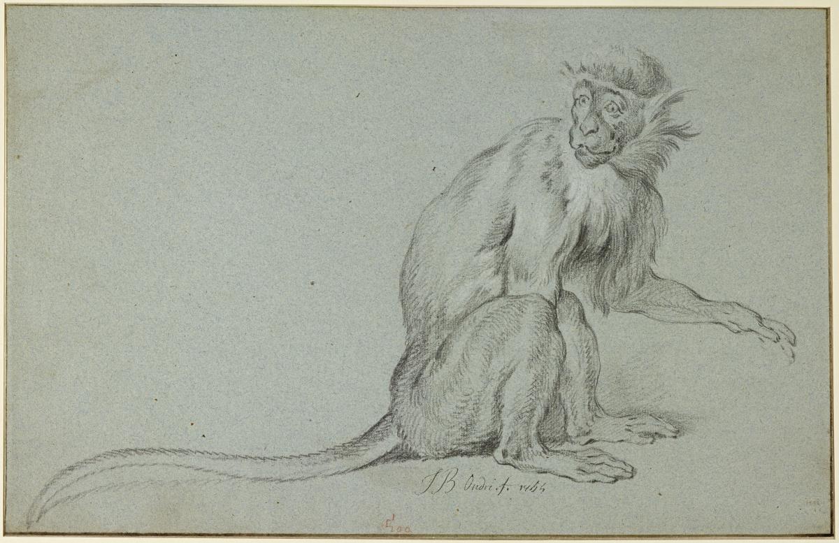 Affe (Meerkatze)