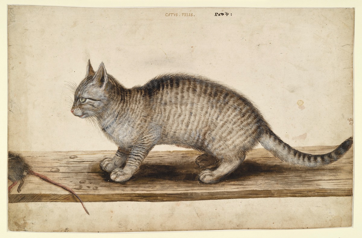 Katze