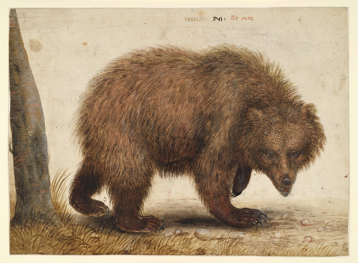 Braunbär