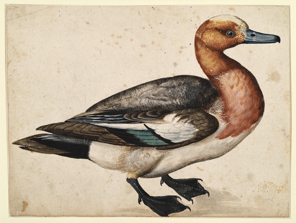 Ente