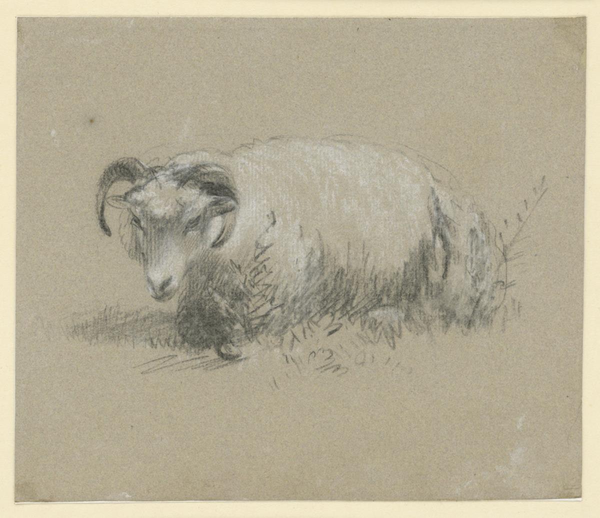 Lagerndes Schaf