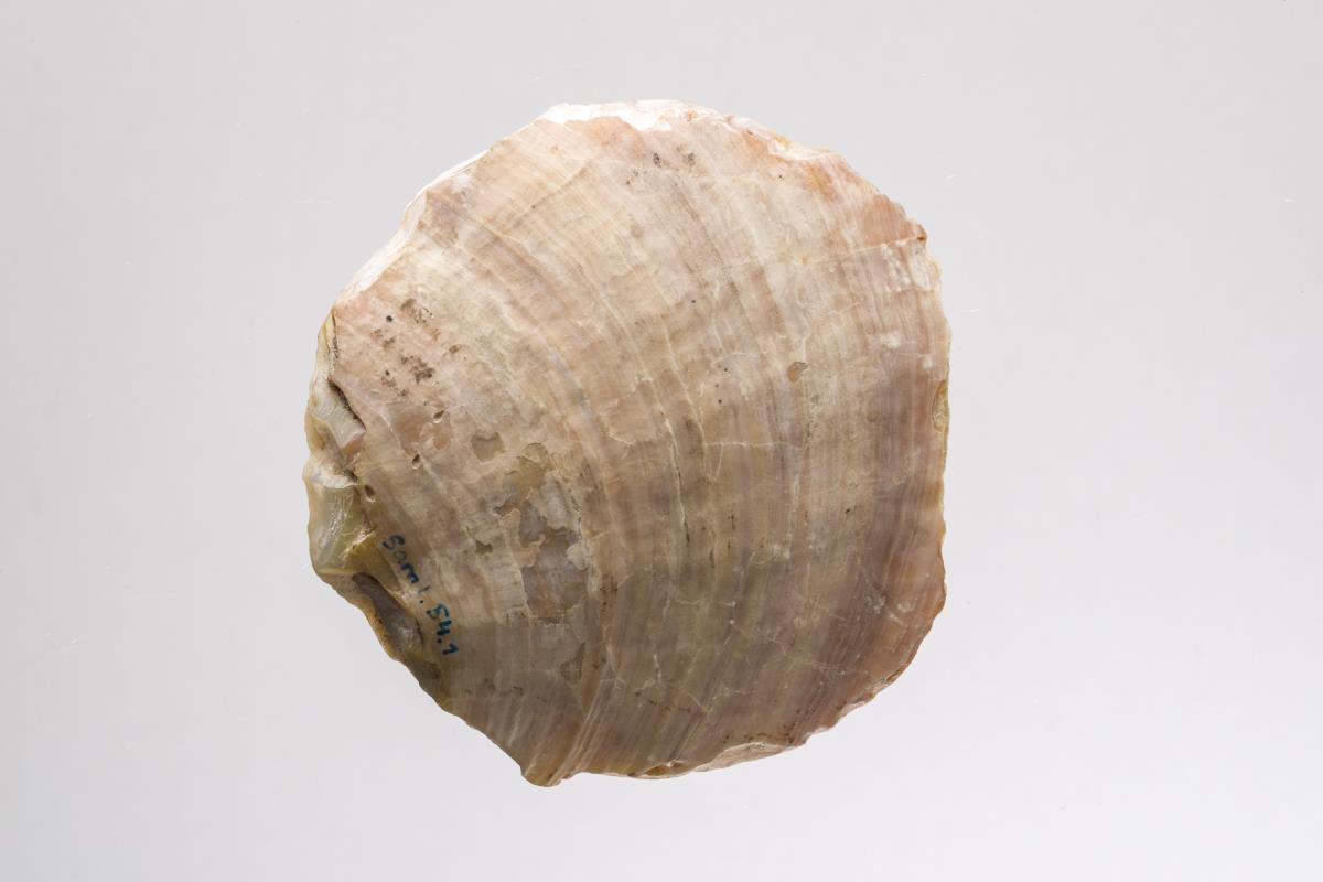 Sam I. 54.1