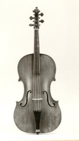 Viola