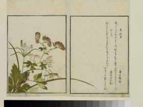 Bilderbuch ausgewählter Insekten