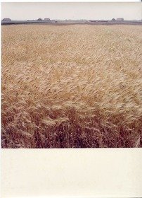 Doornkaat, Getreidefeld