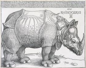 Das Rhinozeros