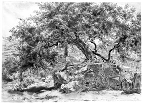Maulbeerbaum