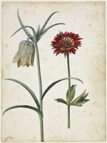 Iberische Schachblume und Borsten-Anemone